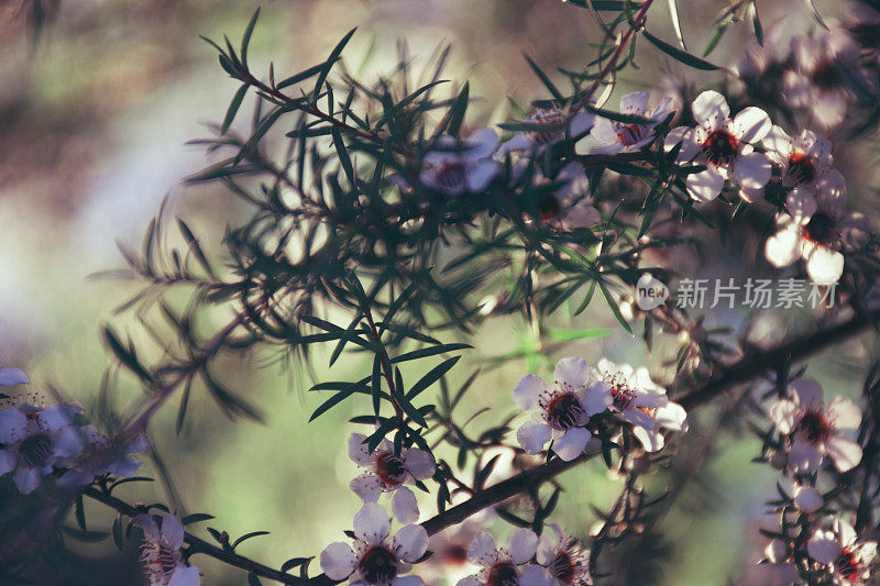 美丽的麦卢卡(细端精属)花