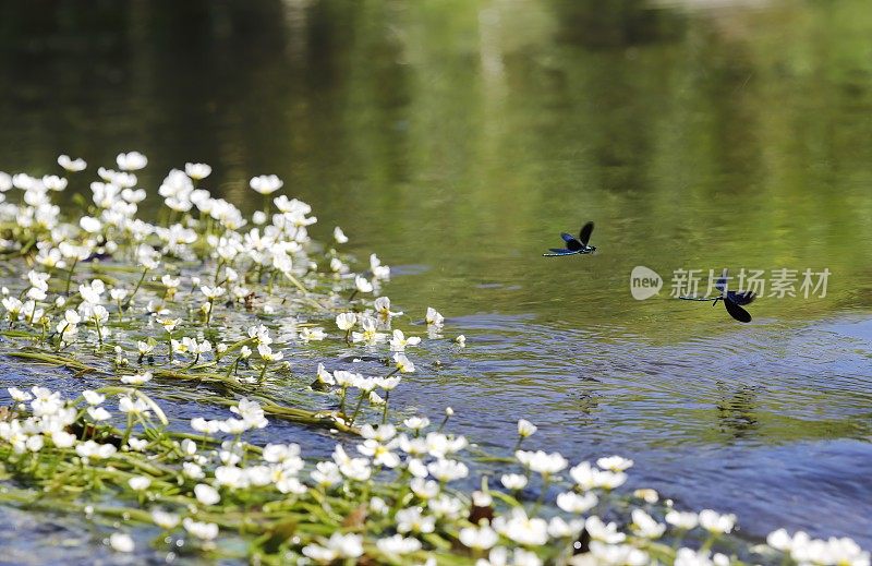 美丽的Demoiselle蜻蜓(Calopterix处女座)雄性展示