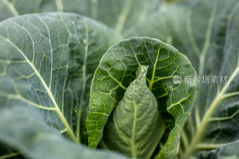 田野里的卷心菜特写