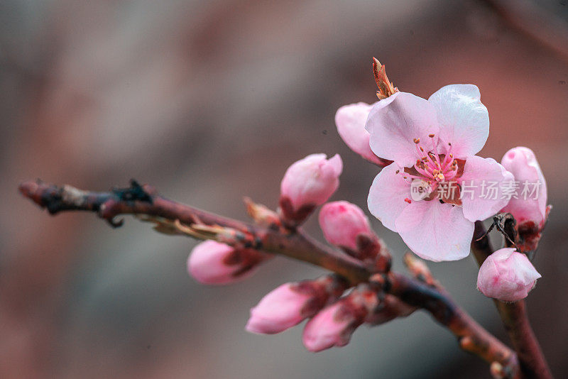 桃花，接近春天的树，粉红色的花。
