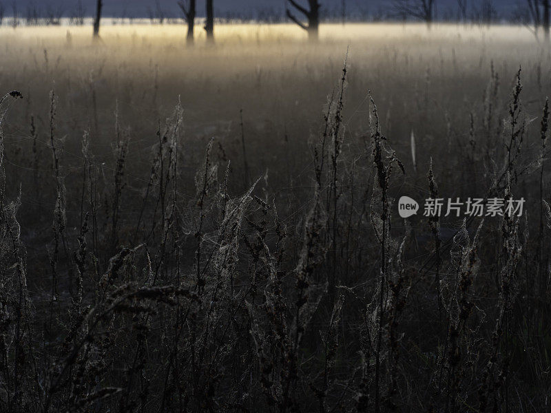 日出时的背光草地和蜘蛛网