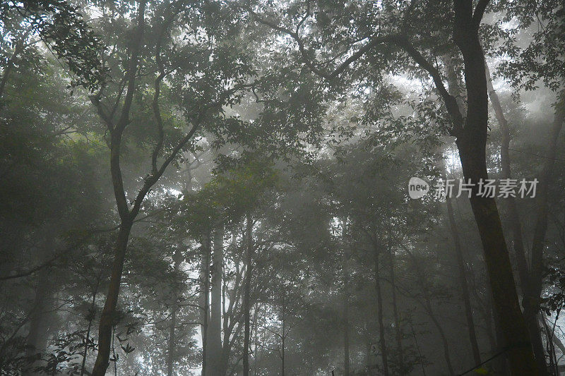 雾时雨林树冠下的大气-资料照片