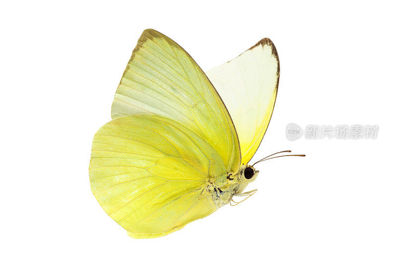 一个美丽的黄色蝴蝶飞行孤立的透明背景与剪切路径，单一的美丽与剪切路径和alpha通道。用于图形或广告设计。