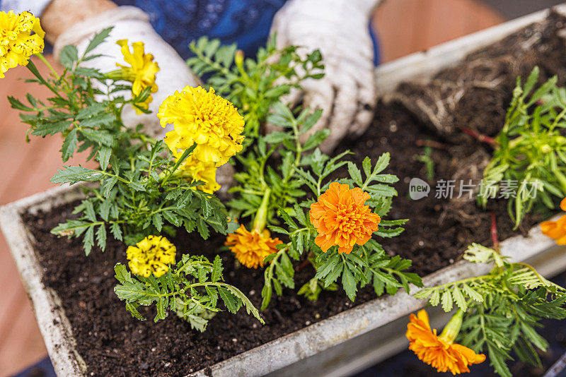 在花盆中种植黄色和橙色的金盏花，特写，重点关注花朵。