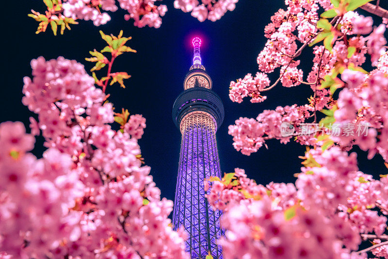 东京天空树与樱花