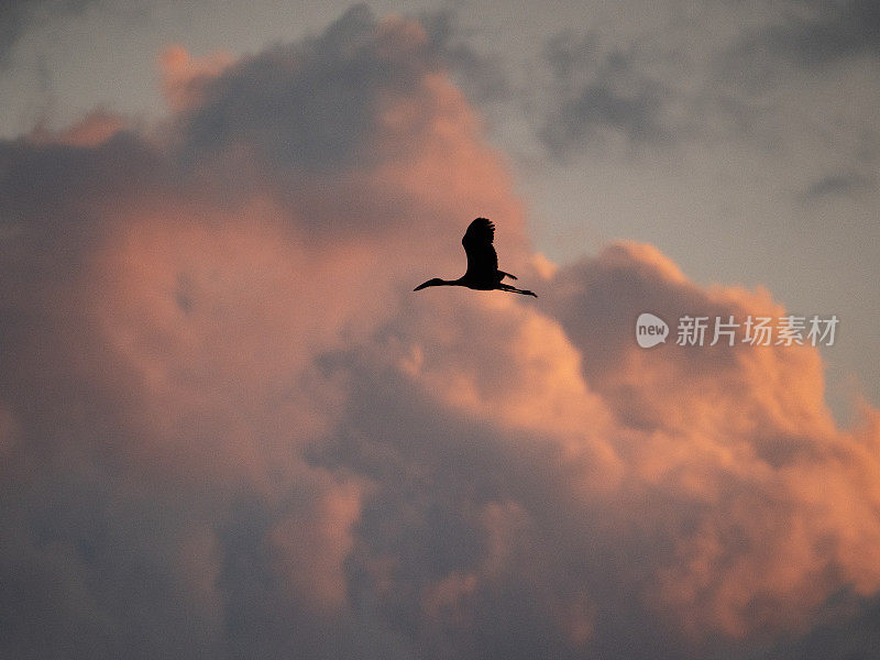 在夕阳下飞翔的鹳鸟