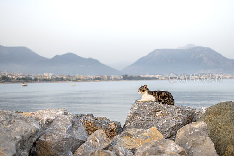 美丽的猫在港湾休息