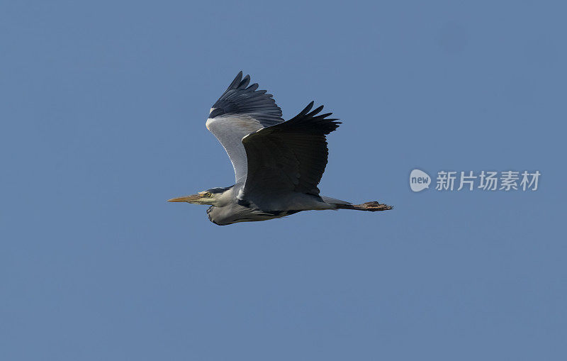 一只灰苍鹭正在戈斯福斯公园自然保护区上空飞行