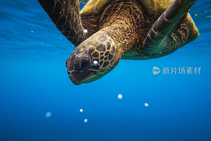 从水下观看的绿海龟在海洋表面游泳的特写