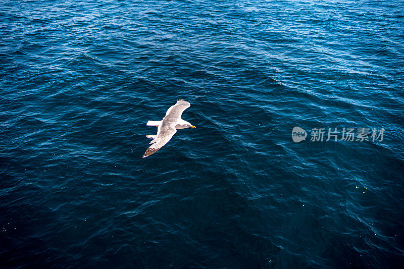 海鸥飞过海面