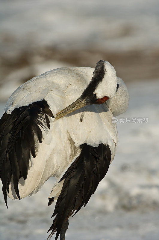 中国黑龙江省松花江平原附近的丹顶鹤或满洲鹤。濒临灭绝的物种。鹤形目。