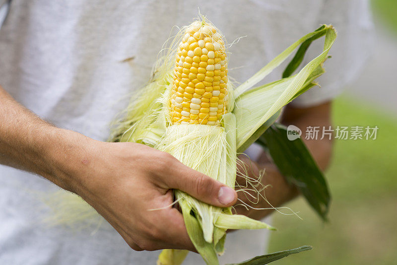 农民和玉米的特写