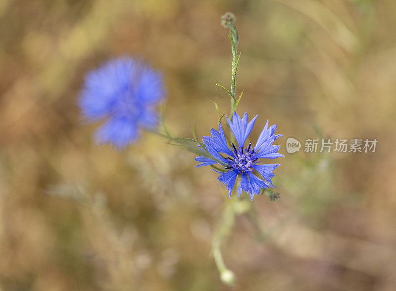 英国乡村花园里的矢车菊