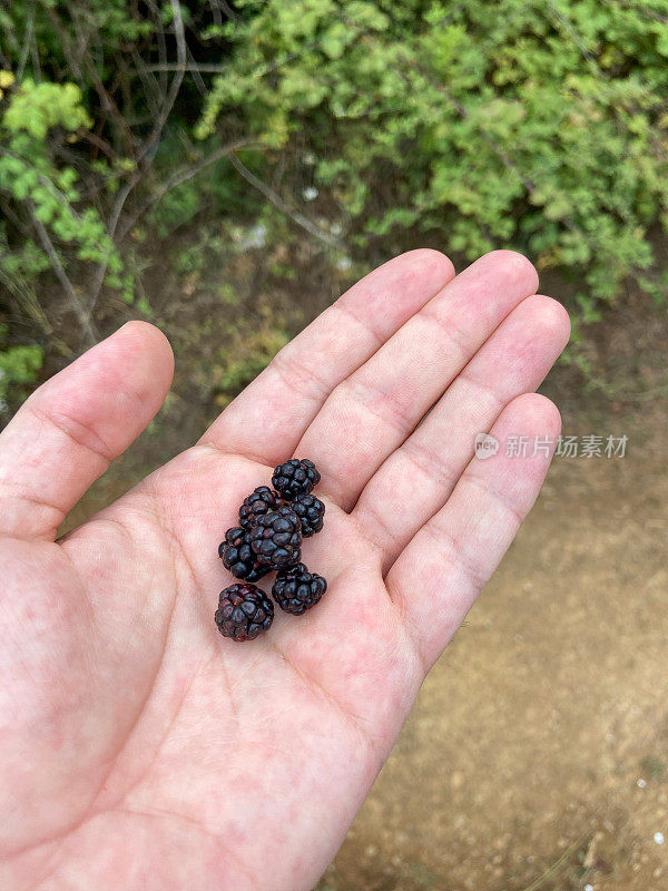 手握黑莓在大自然中。在大自然中采摘黑莓