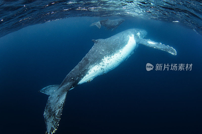 近距离拍摄的座头鲸和幼鲸在清澈、蓝色的太平洋水面上游泳