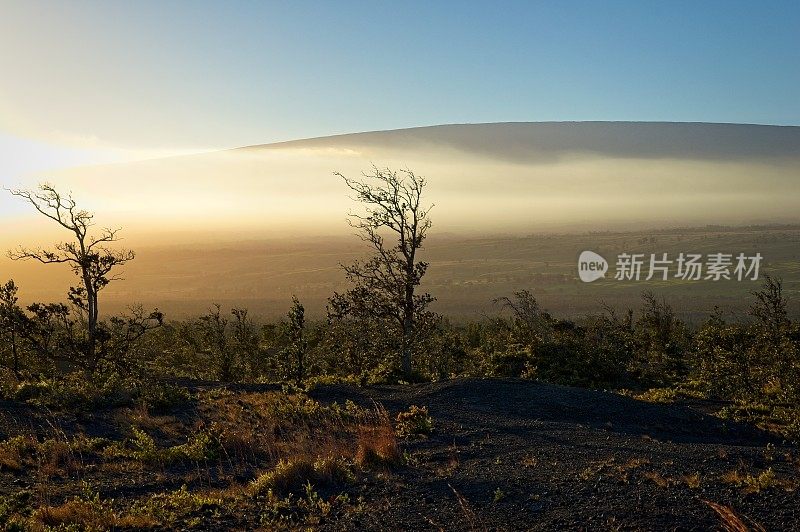 夏威夷火山国家公园火山口边缘稀疏的植被