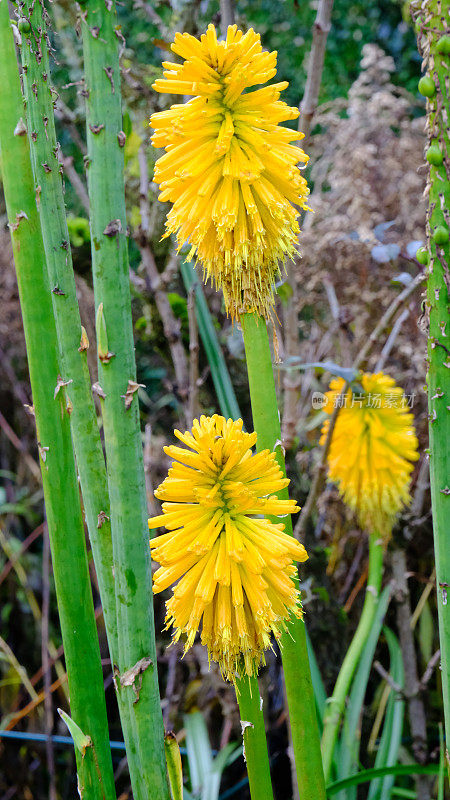 开花Kniphofia