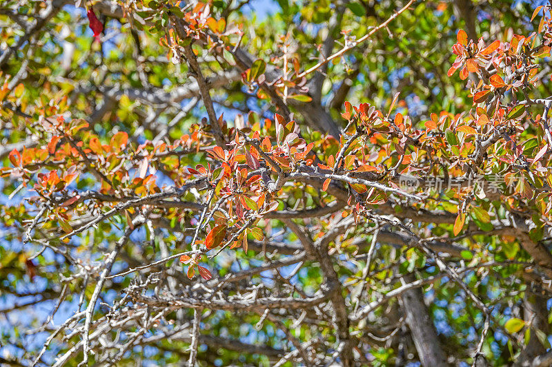 纳米比亚库内地区埃托沙国家公园秋叶的颜色