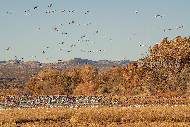 秋天，国家野生动物保护区的鸟类