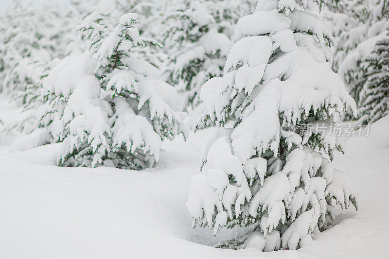 纯白色的背景上，杉树树枝上覆盖着厚厚的积雪