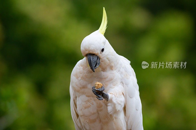 澳大利亚硫冠凤头鹦鹉在绿色森林背景下吃小米种子