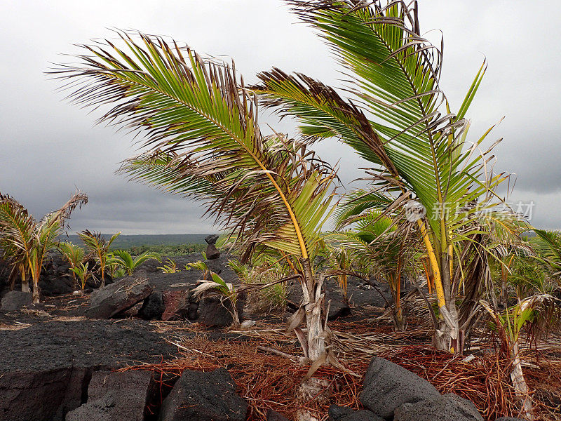 生长在夏威夷卡拉帕纳熔岩岩石上的椰子树