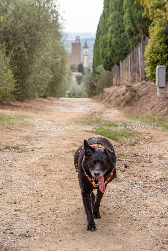 一只狗走在托斯卡纳乡村的小路上，背景是芬奇教堂的塔楼
