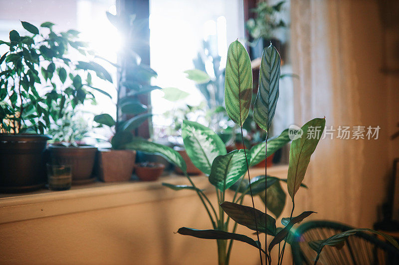 客厅里的植物