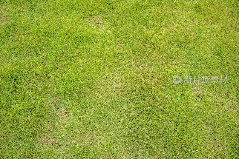 纹理的浅绿色草表面与深绿色背后的背景混合。