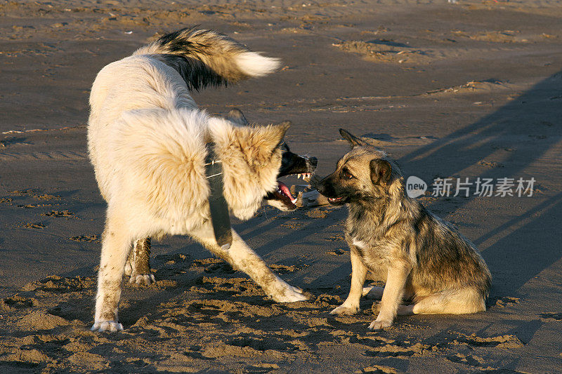 两只杂种狗在海滩的棕色沙滩上玩耍、冲突和交流