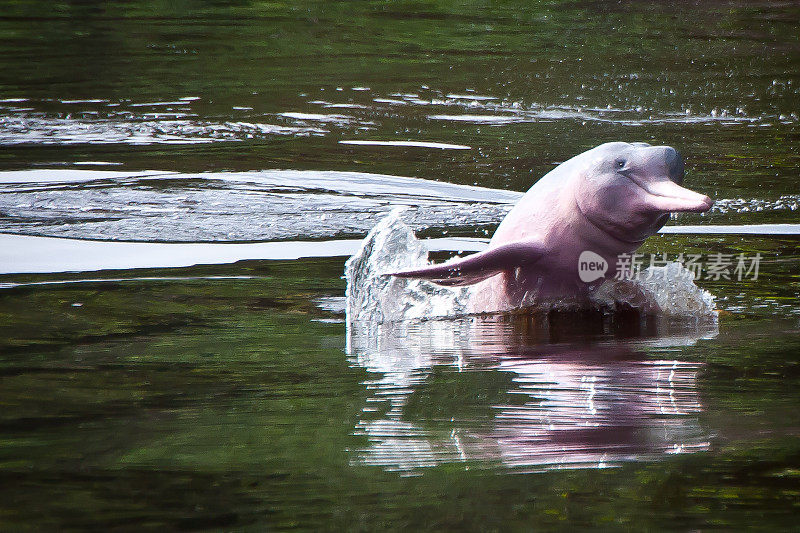 粉河海豚