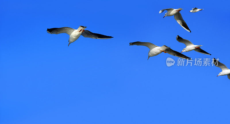 一群鸟儿在晴朗的蓝天上飞翔