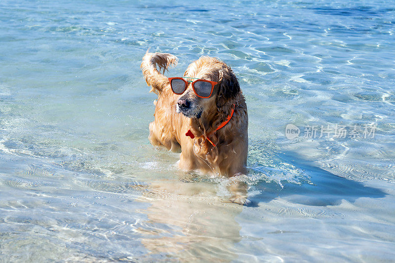 在炎热的夏天，戴着太阳镜的快乐狗在海里降温