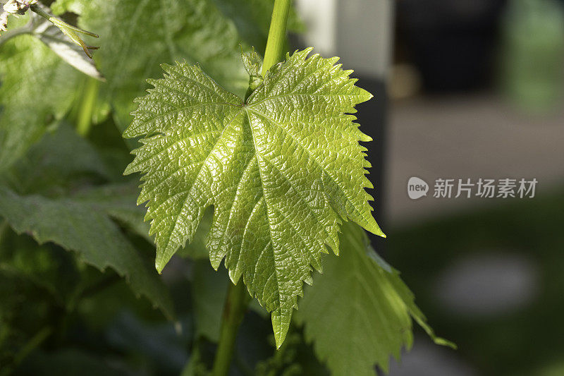 葡萄树，奥地利热区