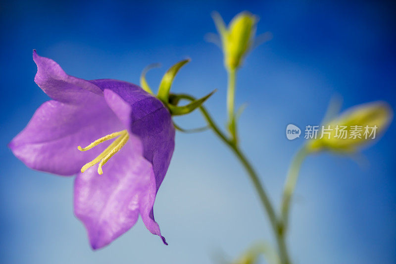 风铃花(风铃属)特写