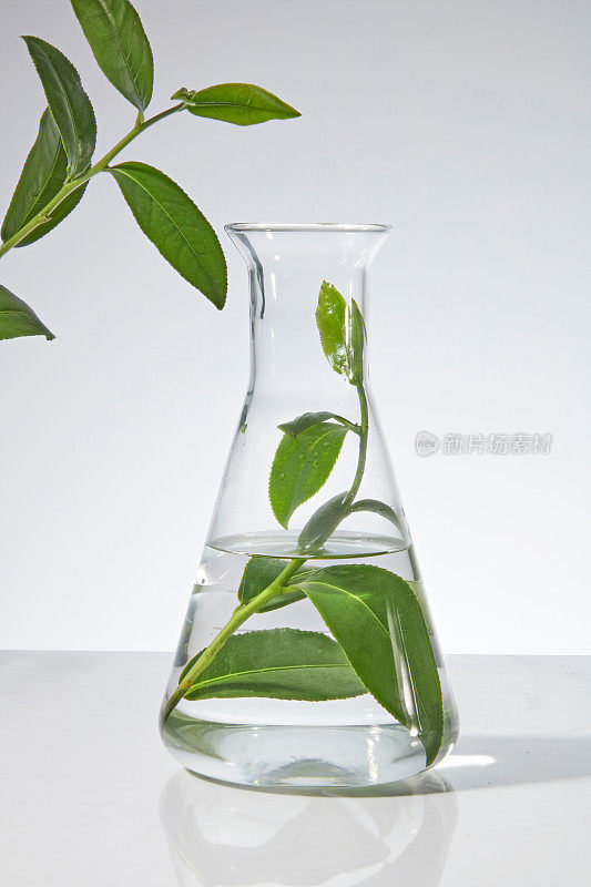 最小的风格模板设计与透明的本质和一个分支新鲜的绿茶在白色背景隔离玻璃瓶。前视图，为设计留出空间