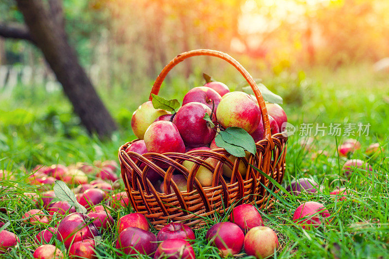 草地上放着一篮子红苹果