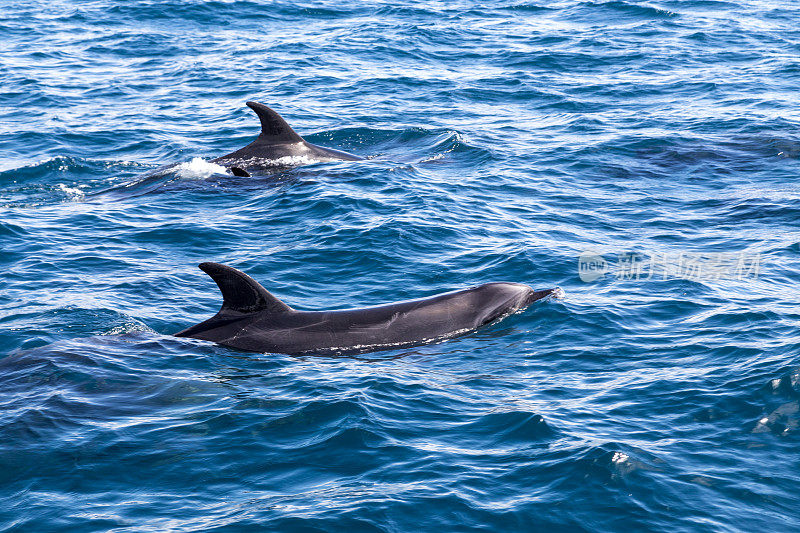 群岛湾海豚