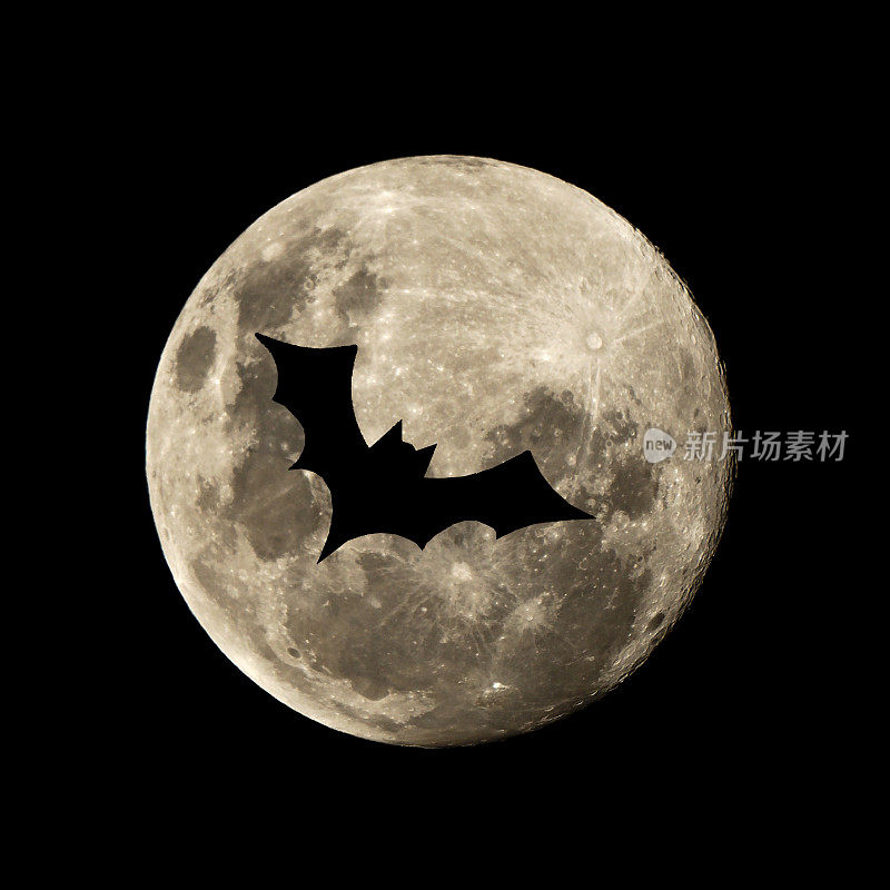 万圣节蝙蝠在月亮上飞