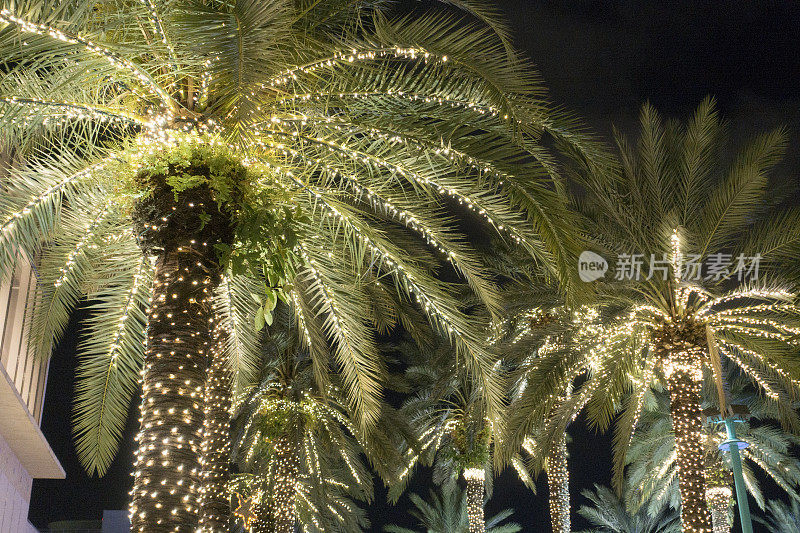 棕榈树圣诞灯光迈阿密海滩