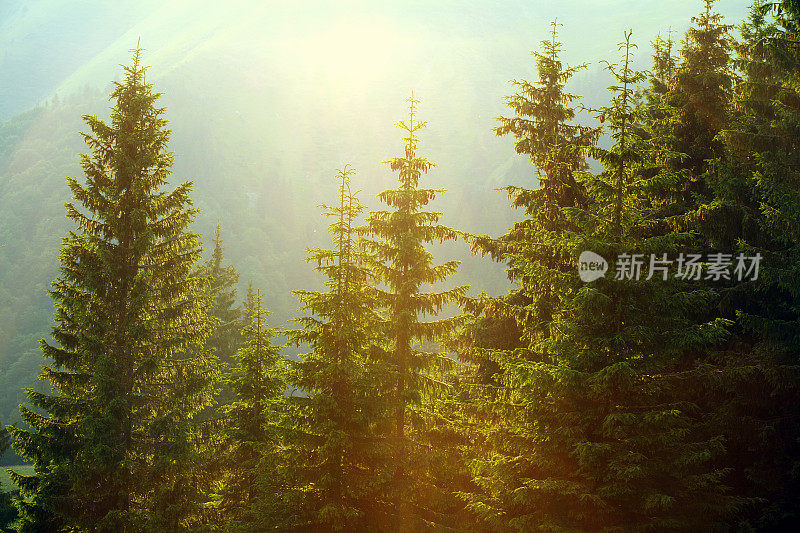 阳光在云杉雾林的背景山