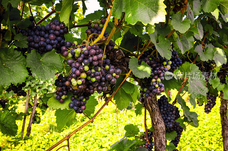 红酒:收获前葡萄园里的葡萄