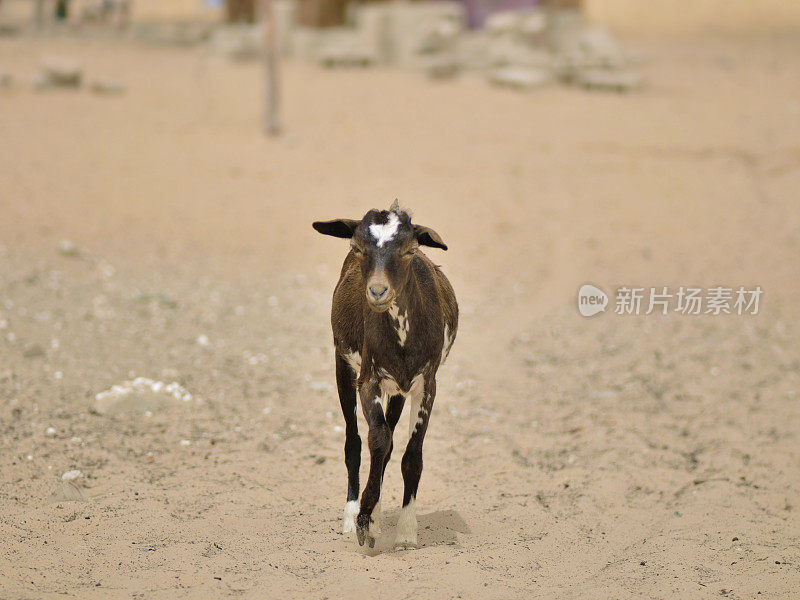 尼亚加山羊寻找施舍