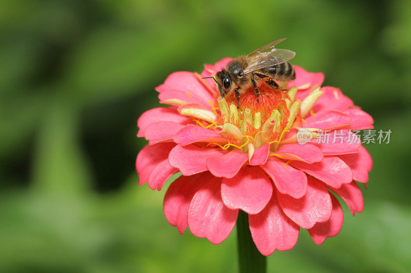 蜜蜂和粉红色的花朵