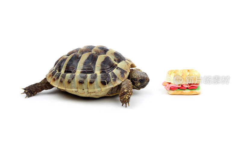 乌龟吃汉堡