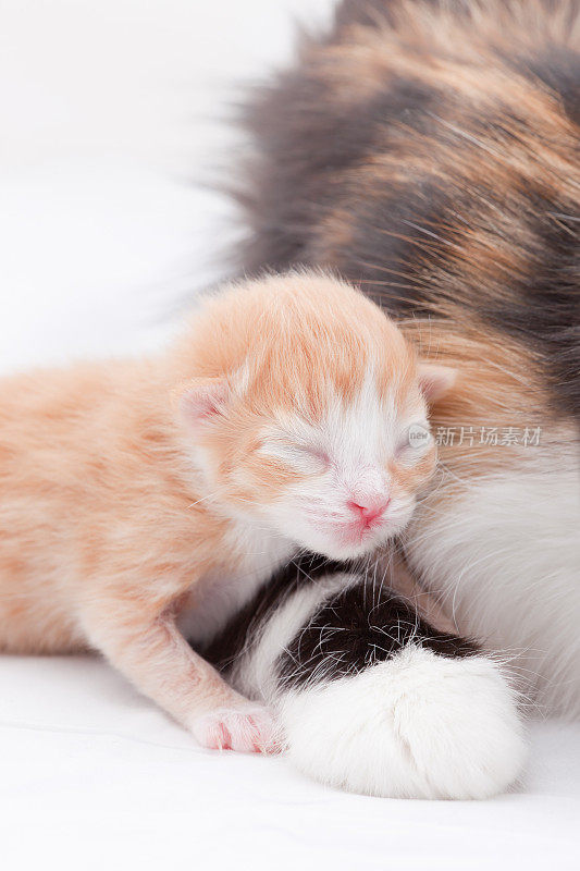 刚出生的小猫和妈妈:爪子大小
