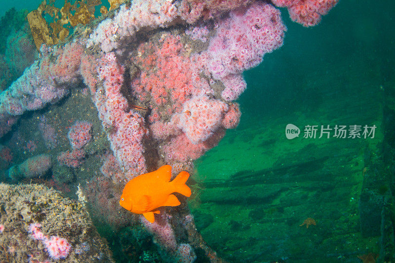 加里波第水下人工礁