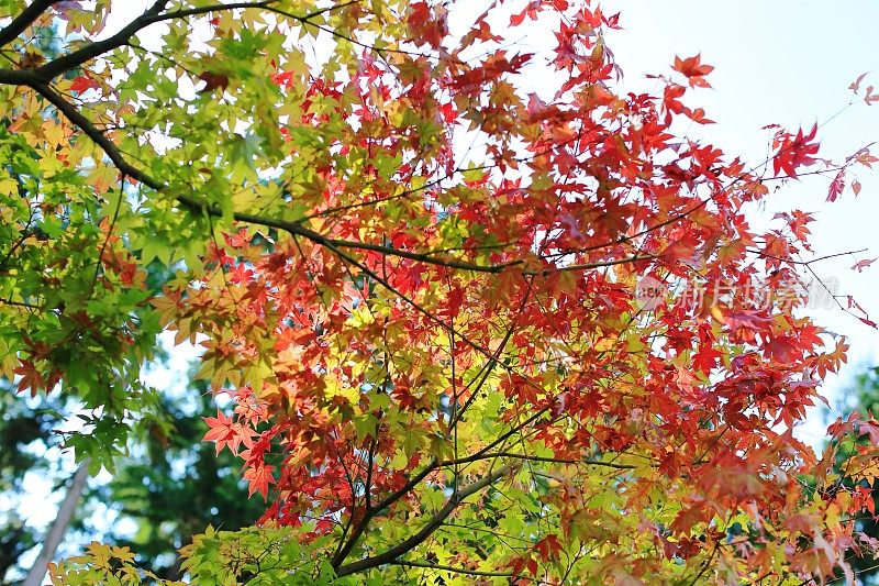 日本奈良的秋天
