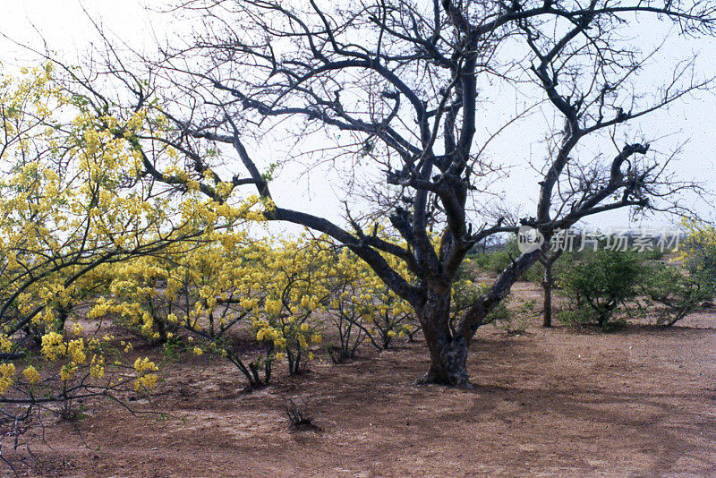 树木开花旱季萨赫勒地区，西非布基纳法索