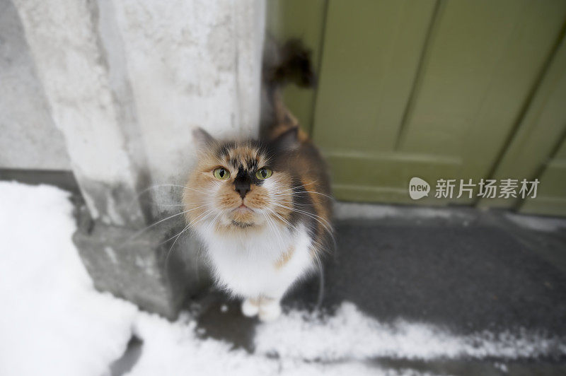 冬天下雪后的台阶上有一只虎斑猫